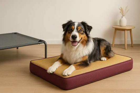 Aussie on cooling bed