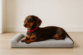 Dachshund on orthopedic bed