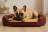 French bulldog on dog bed