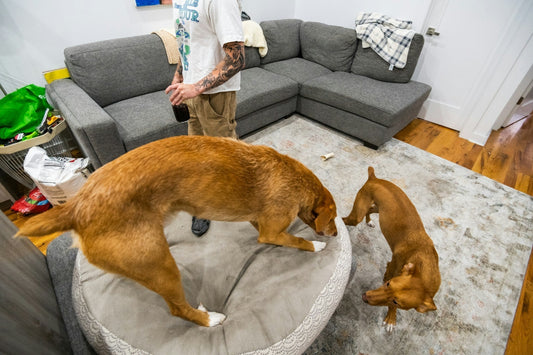 Best Dog Beds for Winter Warmth