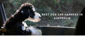 Best Dog Car Harness in Australia: Reliable Restraints for Safer Road Trips