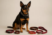 Dog wearing reflective collar