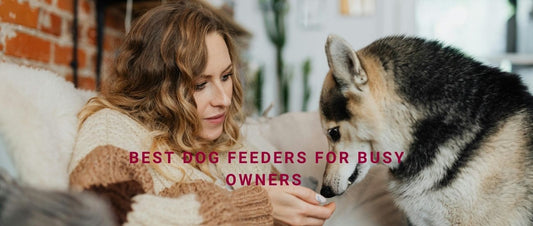 Best Dog Feeders for Busy Owners
