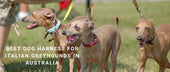Best Dog Harness for Italian Greyhounds in Australia