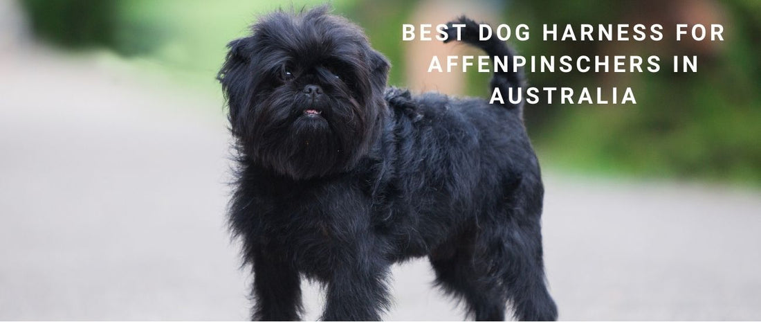 Best Dog Harness for Affenpinschers in Australia