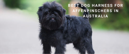 Best Dog Harness for Affenpinschers in Australia