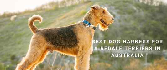 Best Dog Harness for Airedale Terriers in Australia