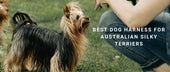 Best Dog Harness for Australian Silky Terriers