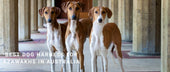 Best Dog Harness for Azawakhs in Australia