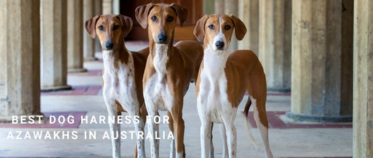 Best Dog Harness for Azawakhs in Australia