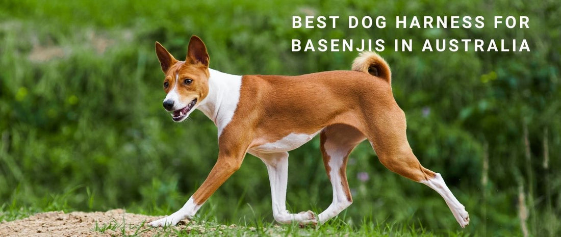 Best Dog Harness for Basenjis