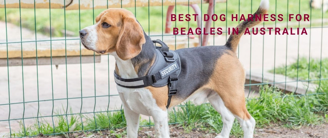 Best Dog Harness for Beagles in Australia
