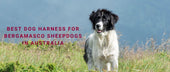 Best Dog Harness for Bergamasco Sheepdogs