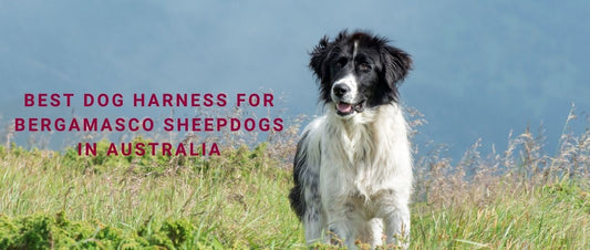 Best Dog Harness for Bergamasco Sheepdogs