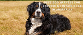 Best Dog Harness for Bernese Mountain Dogs in Australia