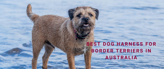 Best Dog Harness for Border Terriers