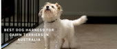 Best Dog Harness for Cairn Terriers in Australia: Secure, Comfortable Harnesses for a Lively, Fearless Terrier