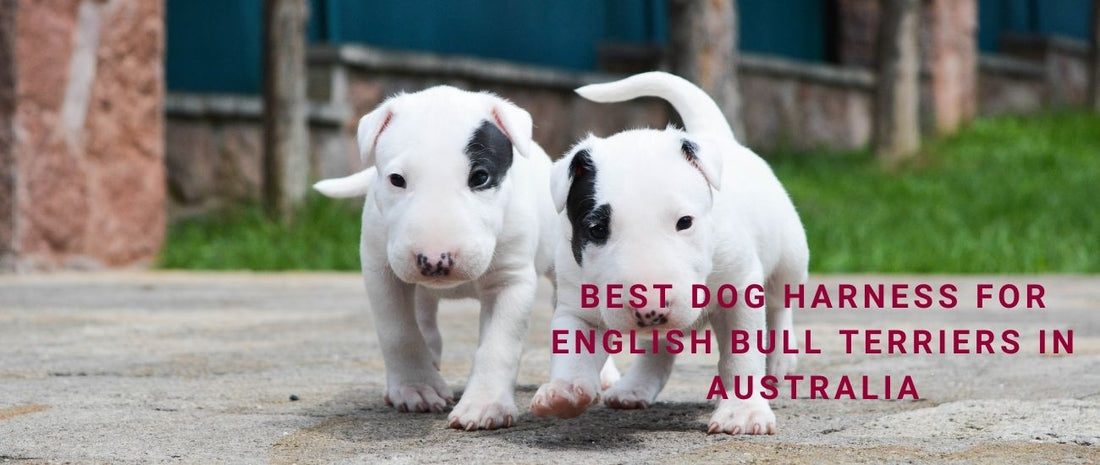 Best Dog Harness for English Bull Terriers