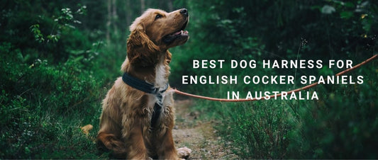 Best Dog Harness for English Cocker Spaniels in Australia: Comfortable Fits for a Gentle, Active Sporting Breed