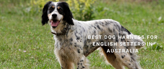Best Dog Harness for English Setters