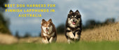 Best Dog Harness for Finnish Lapphunds