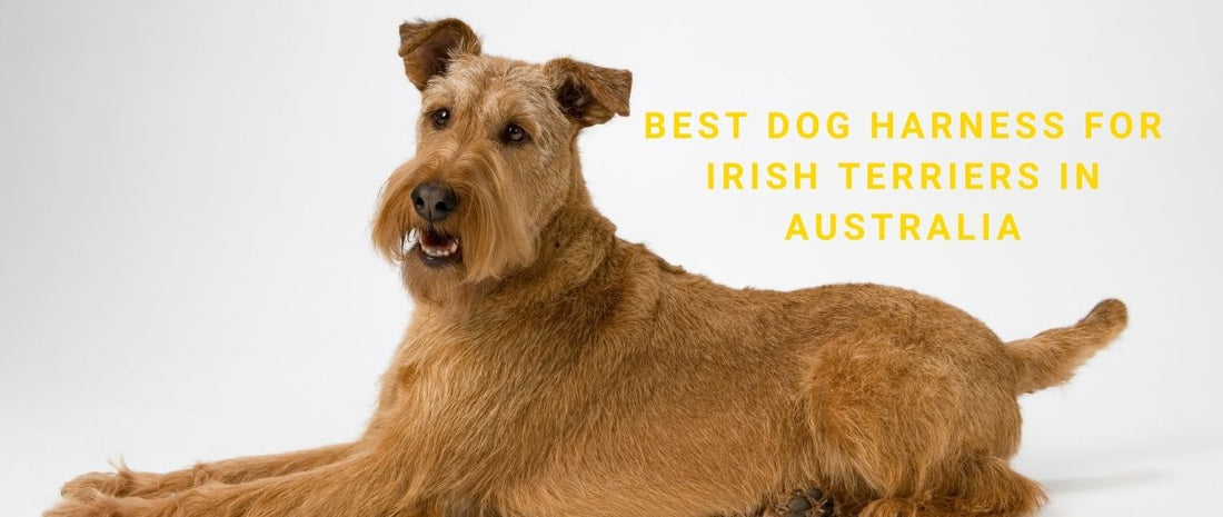 Best Dog Harness for Irish Terriers in Australia