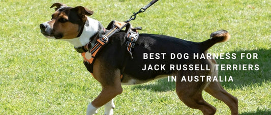 Best Dog Harness for Jack Russell Terriers