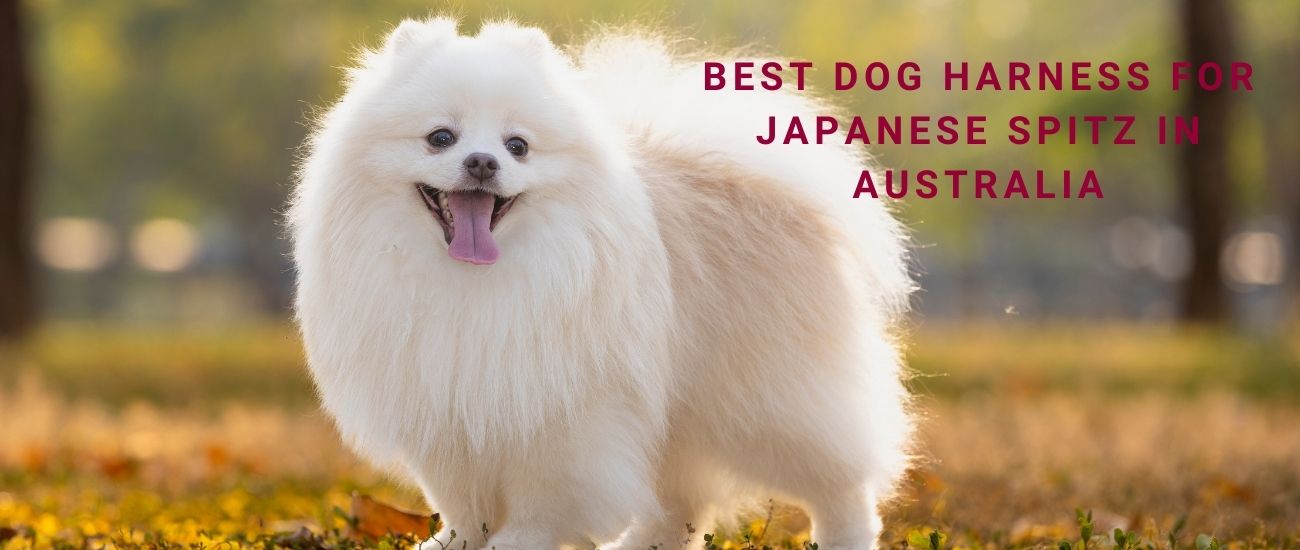 Best Dog Harness for Japanese Spitz in Australia | Cloud-Soft, Safe Fits