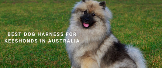 Best Dog Harness for Keeshonds in Australia