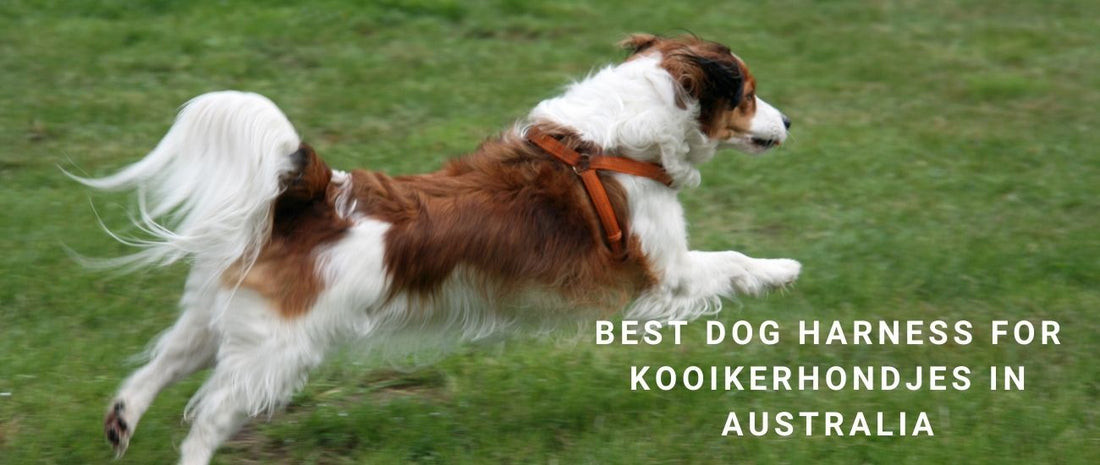Best Dog Harness for Kooikerhondjes in Australia