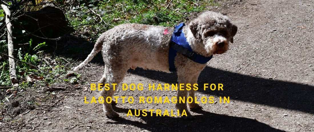 Best Dog Harness for Lagotto Romagnolos in Australia
