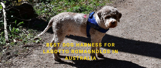 Best Dog Harness for Lagotto Romagnolos in Australia