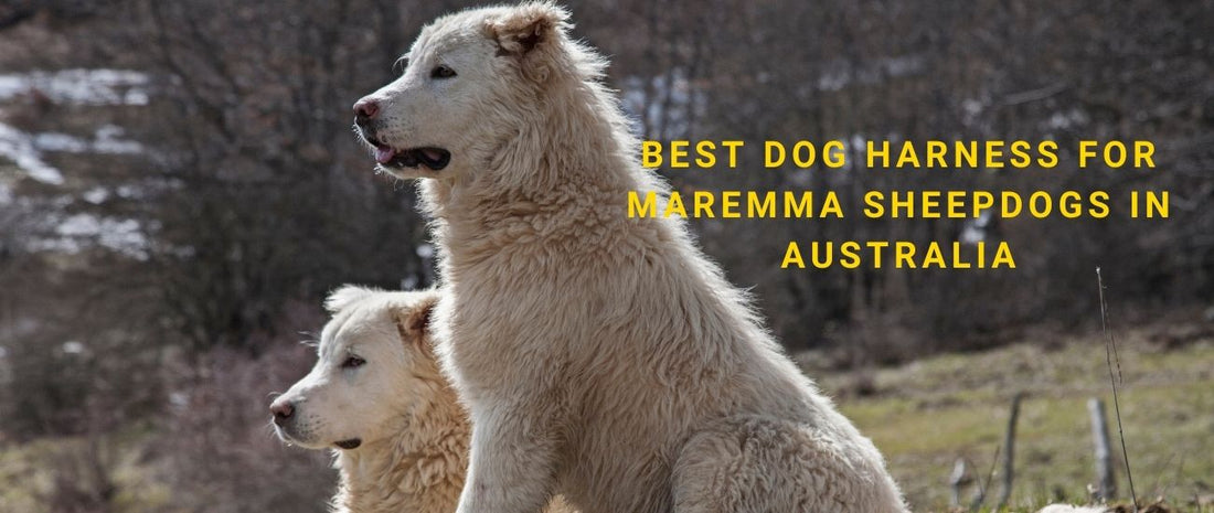Best Dog Harness for Maremma Sheepdogs in Australia