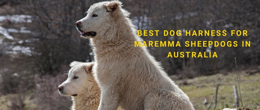 Best Dog Harness for Maremma Sheepdogs in Australia