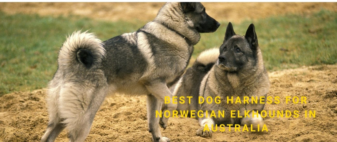 Best Dog Harness for Norwegian Elkhounds in Australia