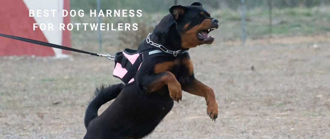 Best Dog Harness for Rottweilers: Heavy-Duty Designs for Strength and Safety