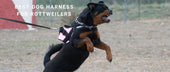 Best Dog Harness for Rottweilers: Heavy-Duty Designs for Strength and Safety