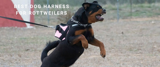 Best Dog Harness for Rottweilers: Heavy-Duty Designs for Strength and Safety
