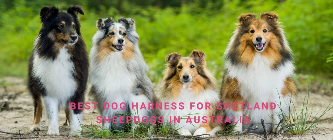 Best Dog Harness for Shetland Sheepdogs in Australia