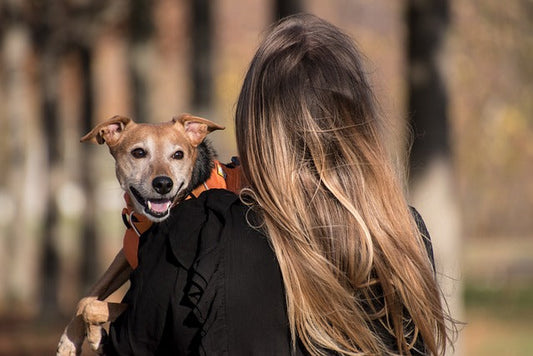 Best Dog Harness for Small Puppies