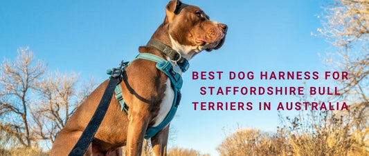 Best Dog Harness for Staffordshire Bull Terriers in Australia