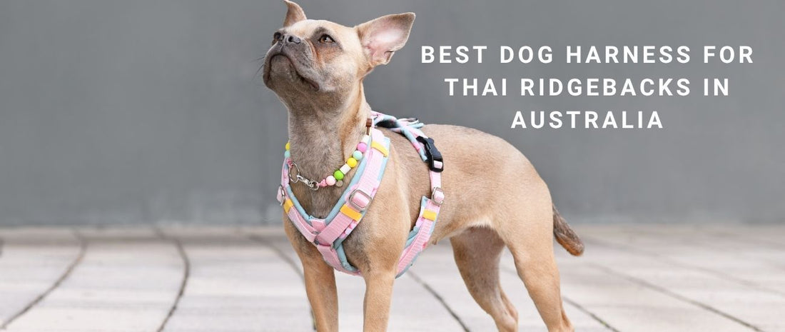 Best Dog Harness for Thai Ridgebacks in Australia