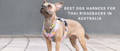 Best Dog Harness for Thai Ridgebacks in Australia