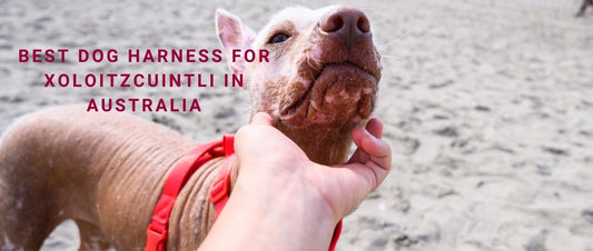 Best Dog Harness for Xoloitzcuintli