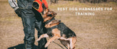 Best Dog Harnesses for Training: Control Without Causing Pain