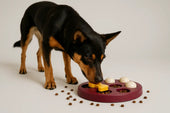 Dog using puzzle feeder