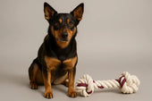 Dog with rope toy