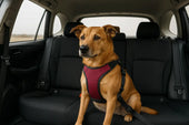 Dog seat belt harness
