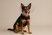 Dog wearing recovery cone