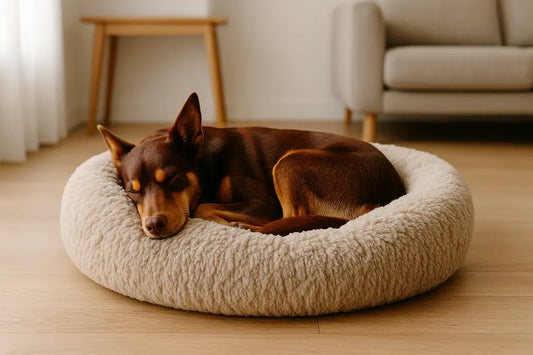 Dog in donut bed